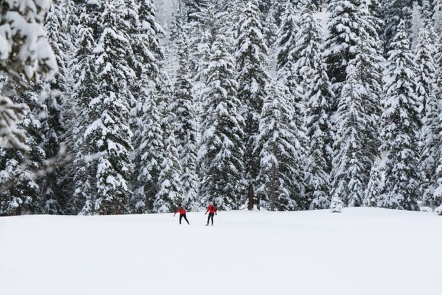 Two skiers are seen leisurely skiing through a vast, snow-covered forest surrounded by tall, dense trees. This scenic winter landscape is ideal for promoting outdoor recreational activities, winter travel destinations, and adventure sports. Perfect for use in advertisements and content related to nature, winter tourism, and active lifestyles.
