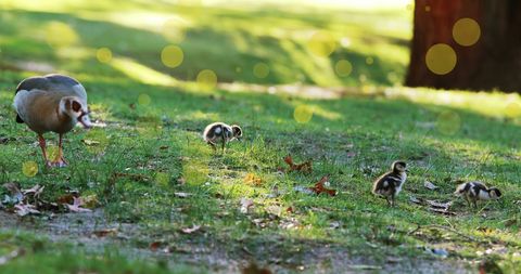 Ducklings foraging on grassy meadow in tranquil park - Download Free Stock Images Pikwizard.com