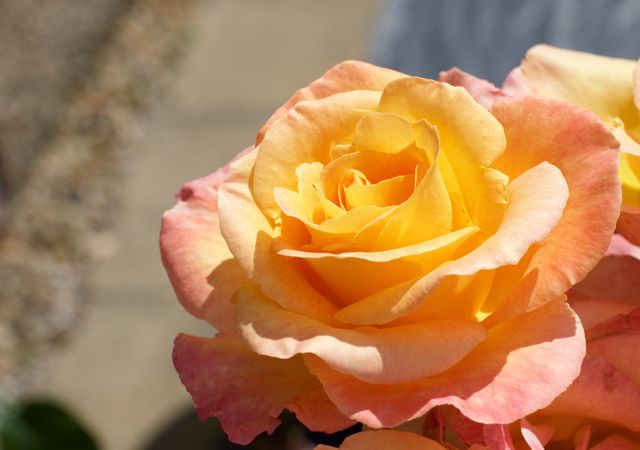 Close-up of Beautiful Yellow and Pink Rose in Sunshine - Download Free Stock Photos Pikwizard.com