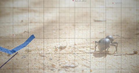 Scarab beetle crawling on desert sand with financial graph overlay for conceptual metaphor