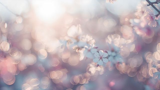 Pale pink cherry blossom bokeh catching warm sunlight in dreamy pastel spring light glow