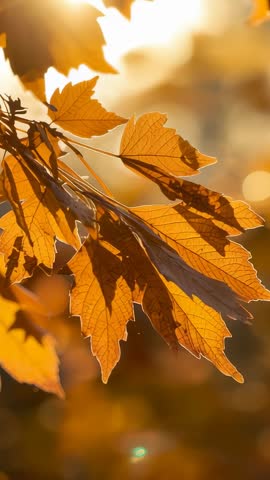 Golden autumn leaves swaying in breeze vertical slow-motion clip with warm lens flare