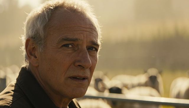 Senior shepherd watching sheep through metal rail in sunlit pasture, rural portrait