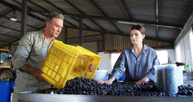 Workers sorting freshly harvested olives in organic olive farm - Download Free Stock Images Pikwizard.com