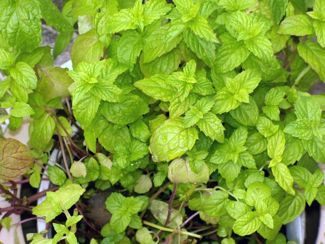 Green mint leaves growing outdoors create a lush and vibrant garden scene. Perfect for concepts related to gardening, herbal remedies, organic living, and natural beauty; these images can add a refreshing touch to a food blog, health website, or wellness magazines.