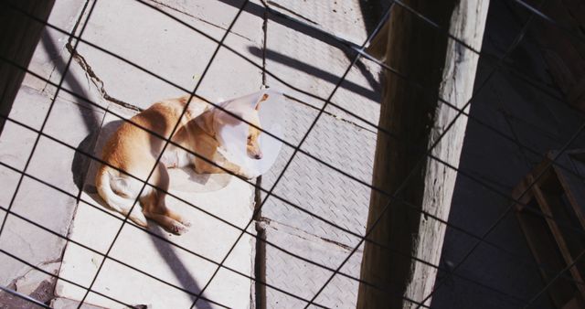 The image reveals an injured dog wearing a cone collar while sunbathing in a yard enclosed by a fence. Sunlight creates shadows on the ground, adding a sense of warmth and tranquility. This image is ideal for topics related to pet health, animal recovery, veterinary care, and the serene side of pets' lives.