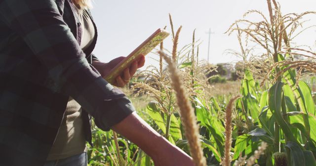 Farmer Monitoring Cornfield with Digital Tablet - Download Free Stock Images Pikwizard.com