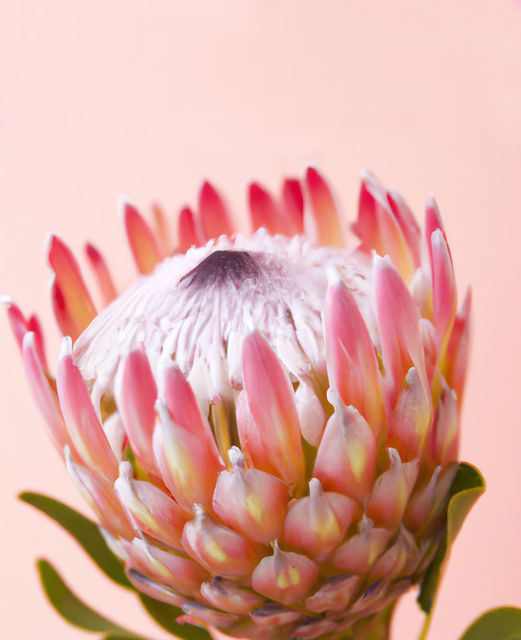 Featuring a detailed close-up of a vibrant pink protea flower against a soft pastel pink background, this image captures the intricate beauty and structure of the exotic bloom. Ideal for use in projects related to floristry, nature, botanical studies, and interior decor. Perfect for creating captivating visuals for websites, blogs, social media posts, and print materials aiming to evoke freshness, delicacy, and elegance.