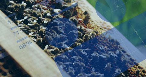 Beehive with Data Visualization Overlay Illustrating Digital Agriculture