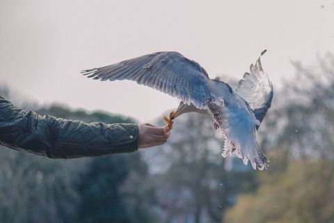 Feeding seagull grabbing snack from outstretched hand with wings spread in park