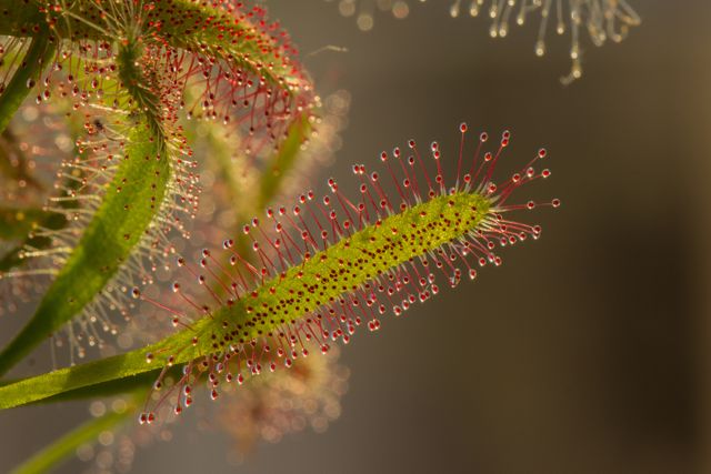 This close-up and macro photograph showcases a sundew plant with sticky hairs glistening with droplets, commonly found in wetland areas. Ideal for use in educational materials about botany, carnivorous plants, or wetlands, as well as in nature photography portfolios. It can also be used in articles or presentations focused on plant adaptation and unique plant species.