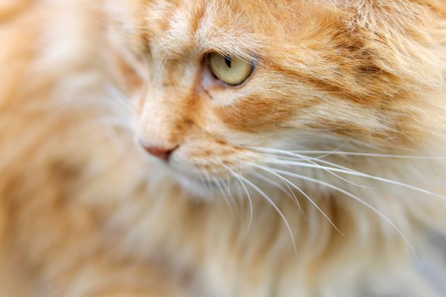 Zoomed-in view of an orange fluffy cat with captivating yellow eyes and detailed whiskers. Perfect for pet-themed projects, feline blogs, animal care websites, or product packaging aimed at cat owners.