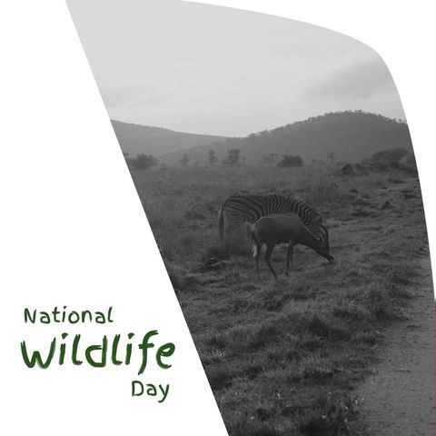 National wildlife day celebration with zebra and deer in grasslands