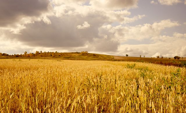 Golden wheat field under a cloudy sky backdrop embodies a serene autumn countryside. This type of scene is ideal for agricultural advertisements, nature backgrounds, rural lifestyle promotions, and content focusing on the beauty of farming landscapes. Its calming colors and natural theme make it suitable for seasonal greetings, wallpaper designs, and brochures about rural tourism.