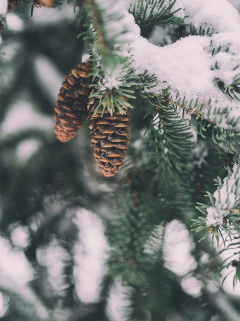 Snow Covered Pine Cones on Evergreen Tree Branch in Winter - Download Free Stock Photos Pikwizard.com