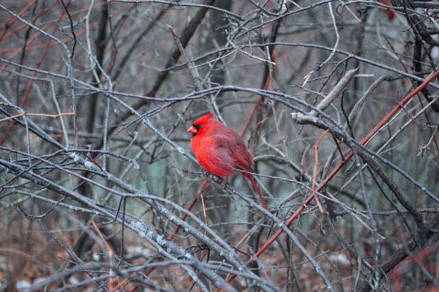 Vibrant red cardinal perching on bare winter branches creates striking contrast against the dull backdrop. Ideal for nature enthusiasts, birdwatching content, winter-themed publications, and wildlife photography collections. Excellent visual for conveying the beauty of wildlife in winter.