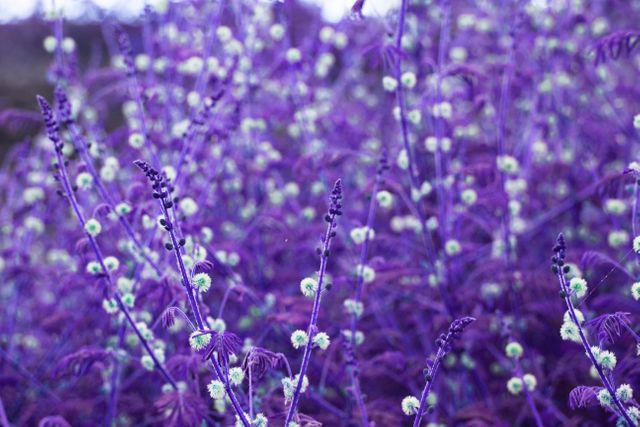 Vibrant Purple Wildflowers in Bloom - Download Free Stock Photos Pikwizard.com