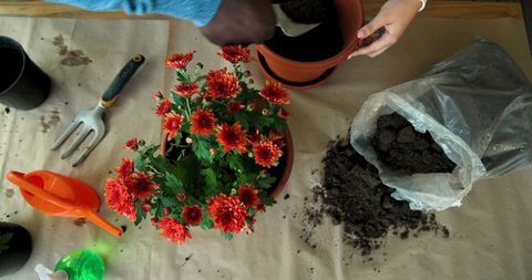Cozy Home Gardening Friends Planting Chrysanthemums Together