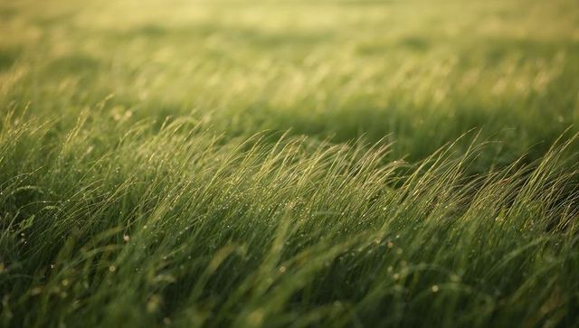 Sunlit dewy meadow with swaying tall green grass blades and shimmering morning droplets