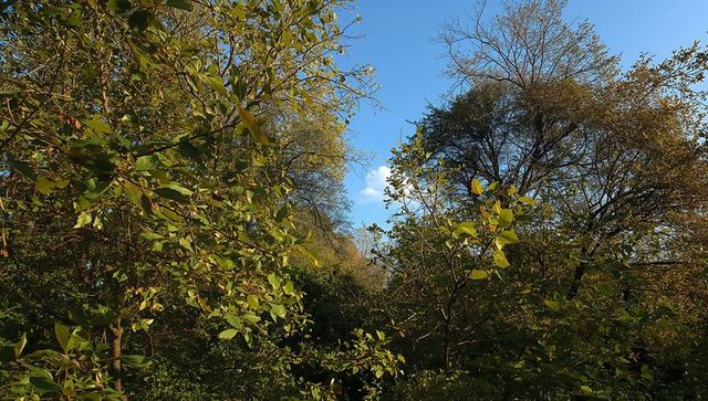 Sunlit deciduous trees and shrubs with leaves changing color under clear blue sky