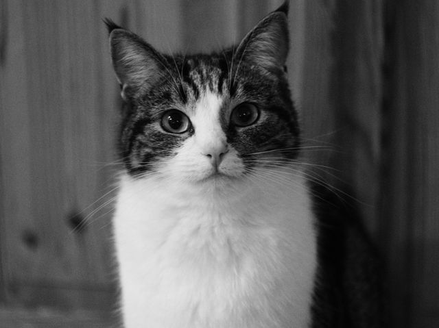 Black and white portrait shows a close-up of a curious and playful cat with intense eyes. Useful for pet care websites, animal behavior articles, or pet adoption centers to attract cat lovers. Perfect for use in blogs, advertisements, or social media posts related to feline companionship.