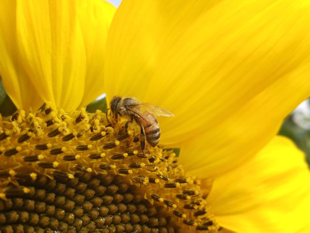 This image depicts a close-up view of a honeybee collecting nectar from a bright yellow sunflower. The vibrant colors and detailed texture of the petals and center of the sunflower make the scene particularly striking. Ideal for use in agricultural publications, environmental education materials, gardening blogs, and articles on pollination and eco-friendly practices.