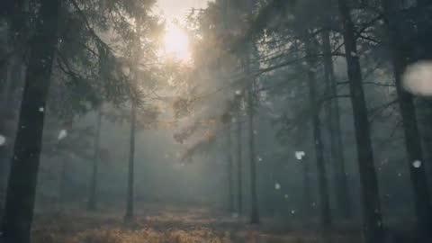 Sunlight Filtering Through Misty Pine Forest at Sunrise with Floating Light Particles