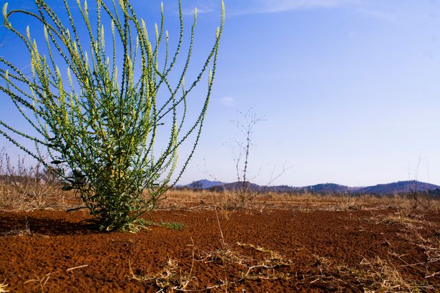 Young desert plant growing in dry, barren landscape on clear day with bright blue sky. Symbolizes resilience and isolation. Suitable for environmental themes, nature documentaries, and survival concepts.