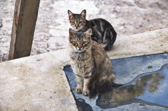 Two feral cats, one gray and one brown, sitting together outdoors looking alert. Suitable for content related to wildlife, veterinary services, animal behavior, or pet care. Can be used in articles discussing feral cat populations or animal shelters.