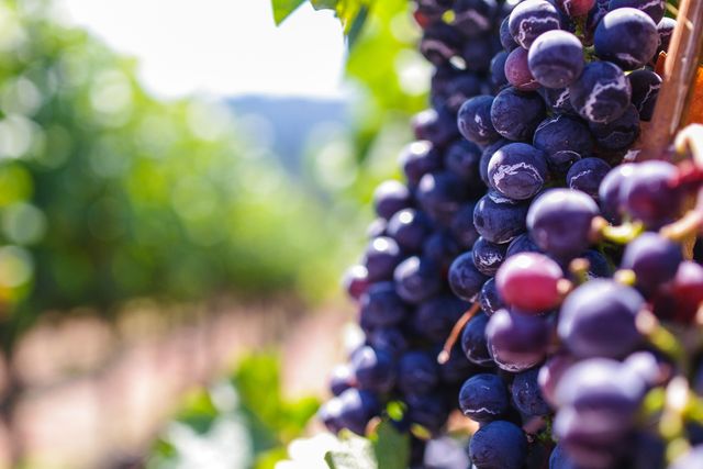 Picture shows ripe purple grapes hanging from vine in a vineyard, with blurred background of vineyard rows. Suitable for articles about wine production, farming, agriculture, and harvest season. Ideal for wine business promotions, educational materials on agriculture, and social media posts about autumn harvest.