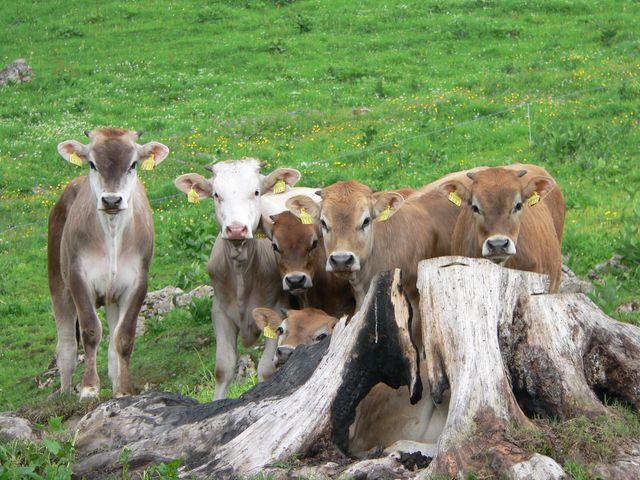 Group of young calves standing on a lush green meadow, with flowers and a fallen tree trunk in foreground. Ideal for illustrations of rural life, agricultural practices, livestock care, and the beauty of nature.