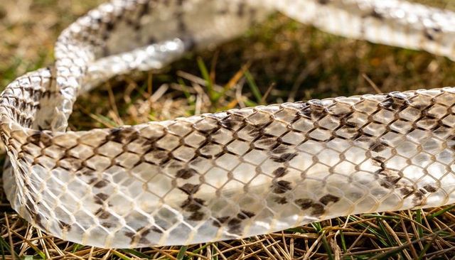 Translucent snake shed skin curling on pine-needle grass, macro reptile scale texture