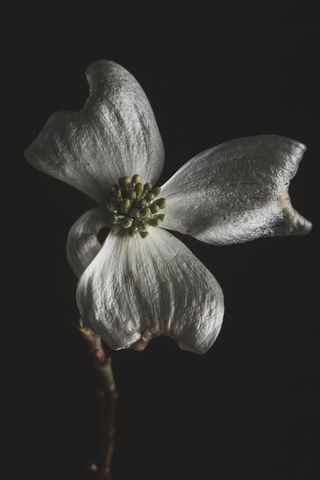 Elegant white dogwood flower against dark background