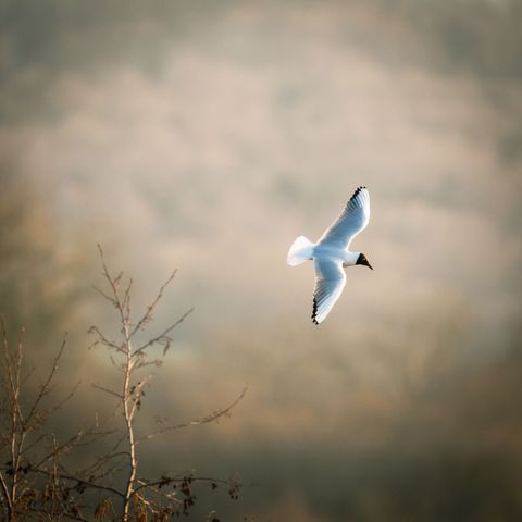 White gull gliding over misty marshland at golden sunrise, soft minimal composition