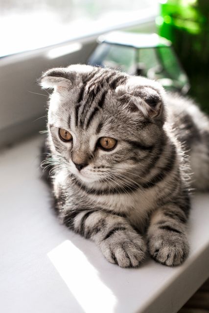 Cute Scottish Fold Kitten Sitting by Window in Sunlight - Download Free Stock Photos Pikwizard.com