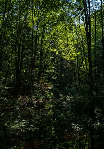 Sunlight Piercing Lush Forest Canopy