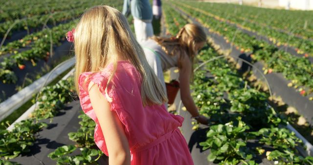 Blonde children are bent over rows of strawberry plants, carefully picking strawberries on a sunny day at a farm. This stock photo is ideal for illustrating agricultural activities, children engaged with nature, family outings to farms, or promoting fresh produce and rural tourism.