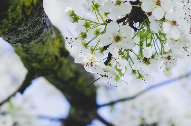 This image showcases a close-up view of white blossoms on a tree branch during spring. Ideal for use in nature, gardening, or springtime themed websites and publications to represent beauty in nature, renewal, and botanical life.