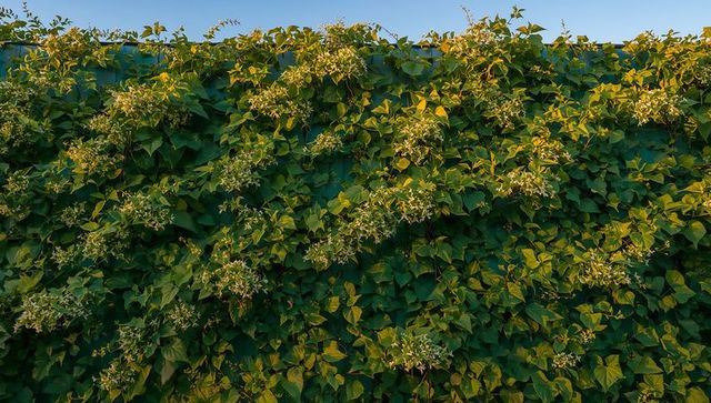 Sunlit starflower vine covering garden fence with lush green heart-shaped leaves