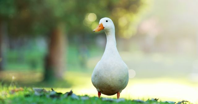 A white duck stands attentively on green grass in a sunlit park with a soft, out-of-focus background. Useful for illustrating wildlife, outdoor activities, serene nature scenes, and environmental studies. Suitable for nature blogs, educational materials, and environmental campaigns.
