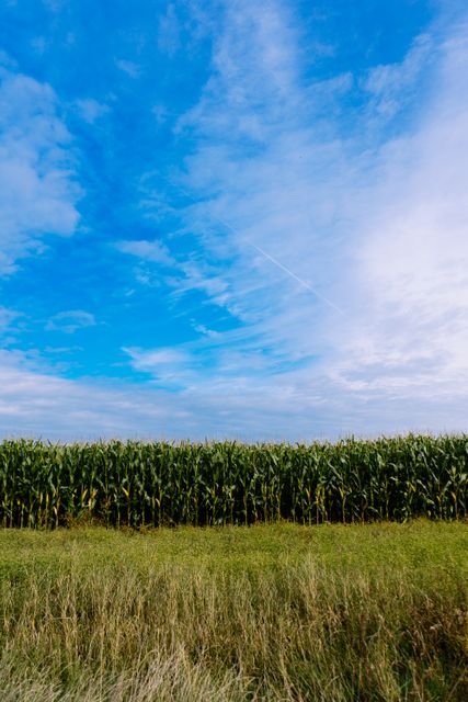 Lush cornfield stretches across the horizon under a vibrant blue sky with wisps of clouds. Ideal for illustrating agricultural themes, rural settings, food production, and sustainable farming topics.