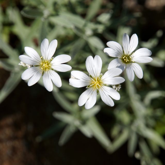 This close-up image of white wildflowers captured in natural light can be used for botanical studies, nature-focused projects, or as a serene background for inspirational quotes. Perfect for promoting gardening activities or romantic floral themes.