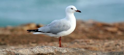 Seagull Standing on Rocky Shoreline by the Sea