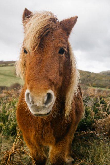 Cute brown highland pony standing outdoors in a rural landscape on an overcast day. Ideal for usage in agricultural promotions, farm-related marketing, wildlife preserves, nature-themed blogs, and educational materials on equestrian care.