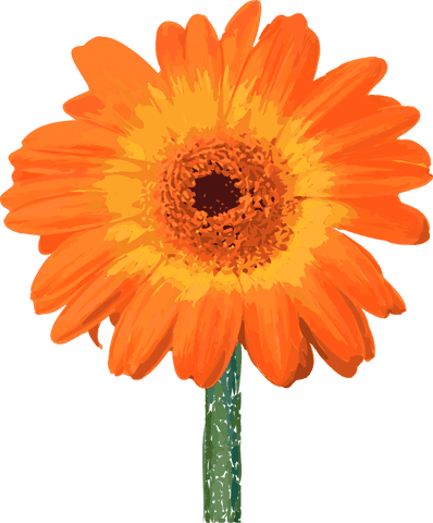 Vivid orange gerbera daisy isolated on transparent background