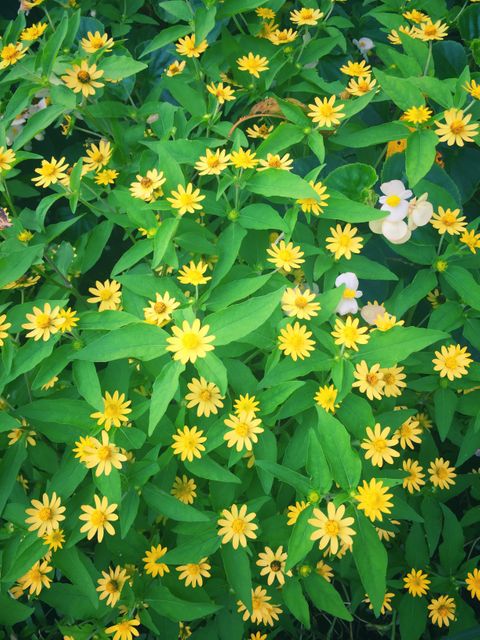Perfect for use in gardening blogs, floral print designs, nature magazines, and background visuals for seasonal promotions. Captures the beauty and vibrancy of yellow blooms intertwined with rich green foliage, offering an appealing representation of nature at its finest.