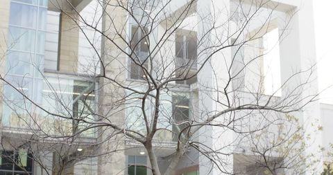 Leafless urban tree dominating glass facade in overcast courtyard, minimal winter cityscape