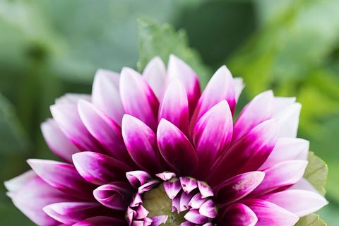 Magenta and white dahlia blooming close-up with soft green bokeh for floral background
