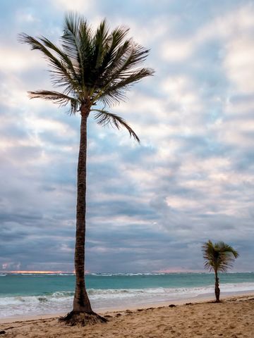 Tranquil Palm Trees on Sandy Tropical Beach at Sunset