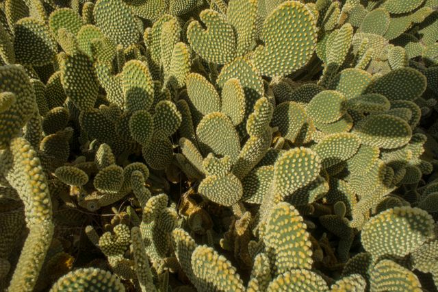 Green Prickly Pear Cacti in Sunlight - Download Free Stock Photos Pikwizard.com